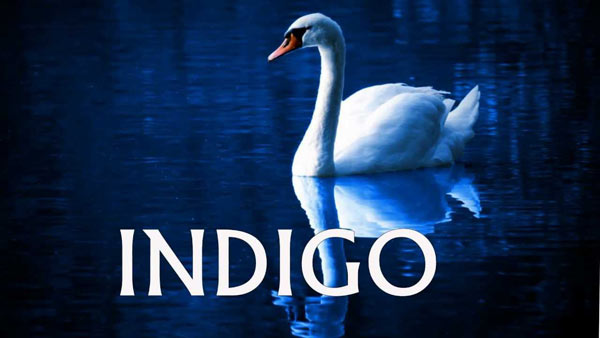Indigo