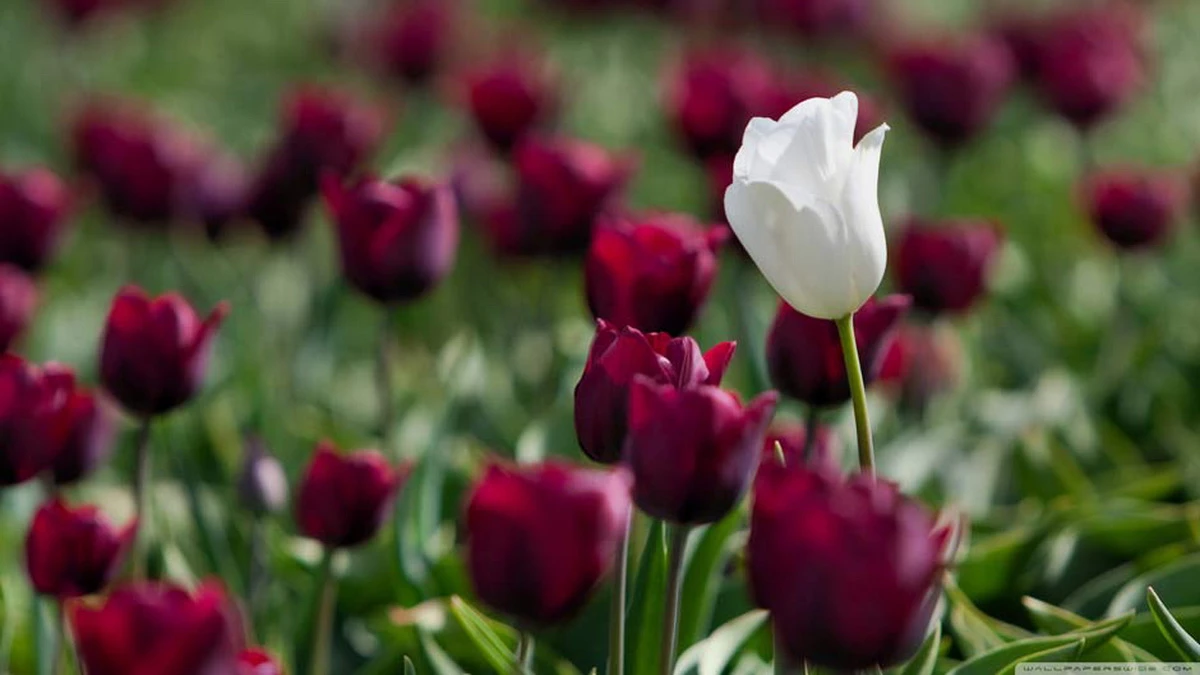 Iskra holistički pristup zdravlju